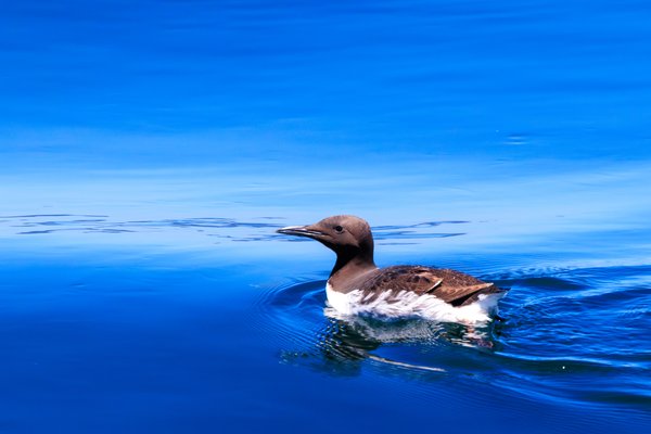 Common Murre