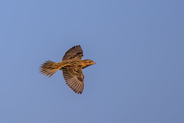 Bobolink