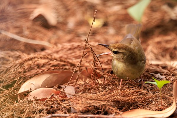 Swainson's Warbler