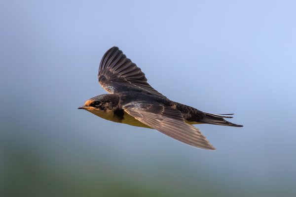 Barn Swallow