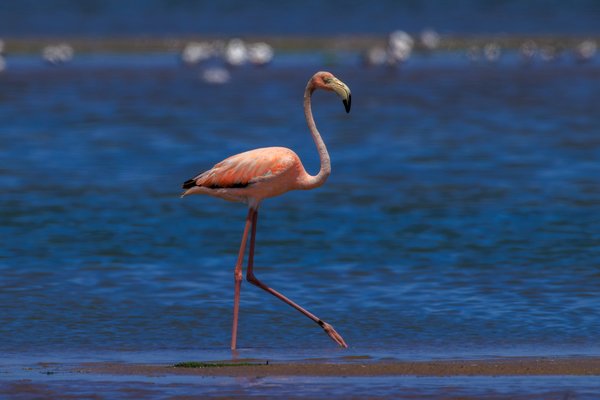 American Flamingo