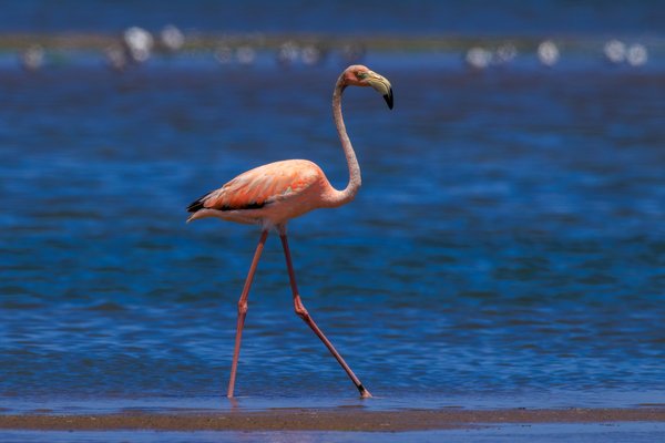 American Flamingo