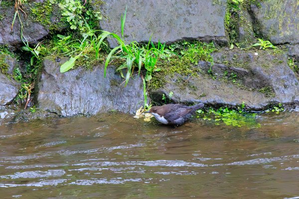 White-throated Dipper