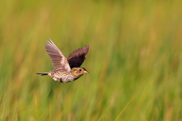 Saltmarsh Sparrow