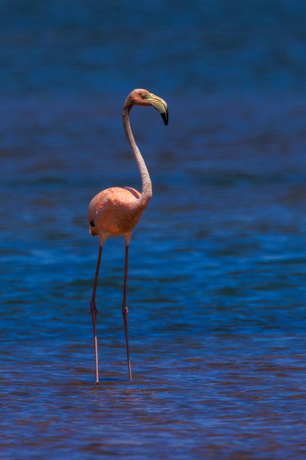 American Flamingo