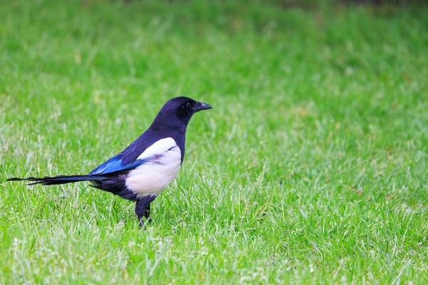 Eurasian Magpie