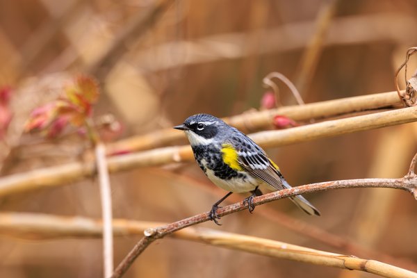 Yellow-rumped Warbler
