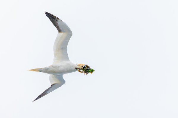 Northern Gannet
