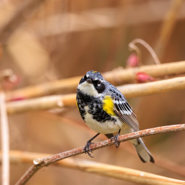 Yellow-rumped Warbler