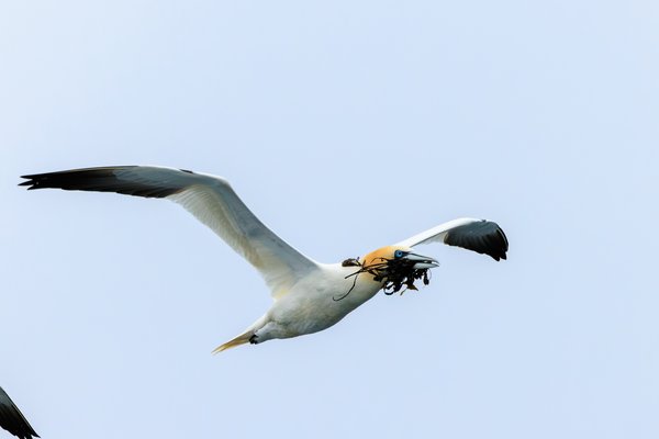 Northern Gannet