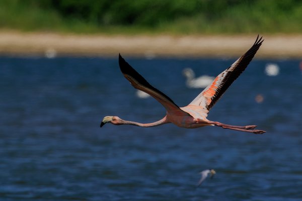 American Flamingo
