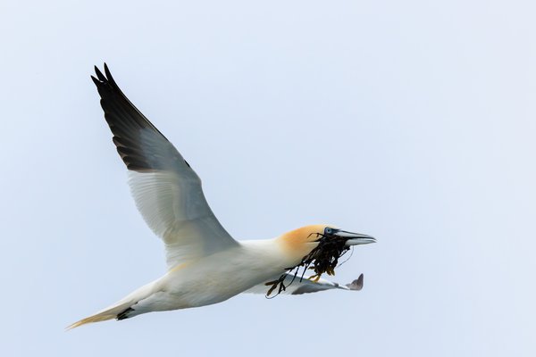 Northern Gannet