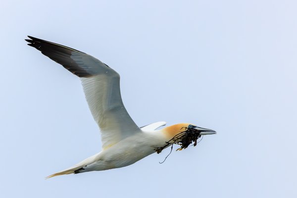 Northern Gannet