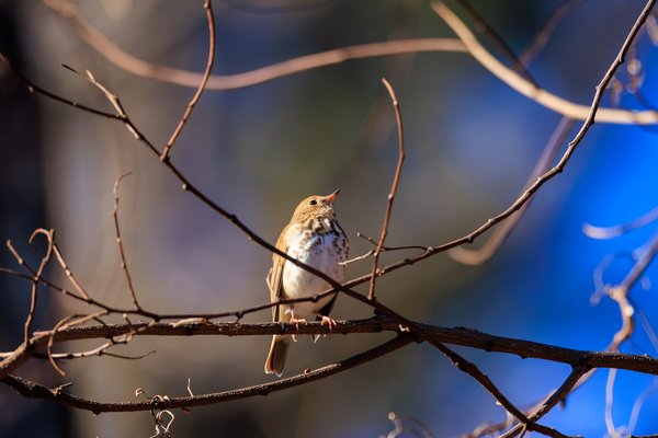Hermit Thrush