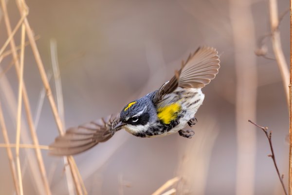 Yellow-rumped Warbler