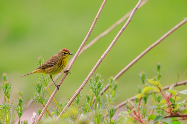 Palm Warbler