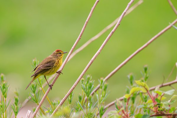 Palm Warbler