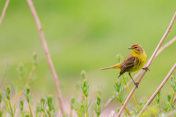 Palm Warbler