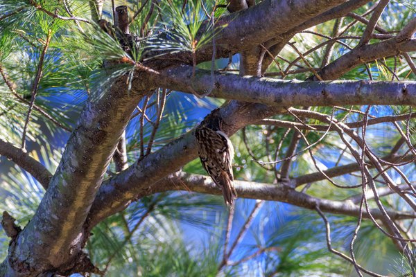 Brown Creeper
