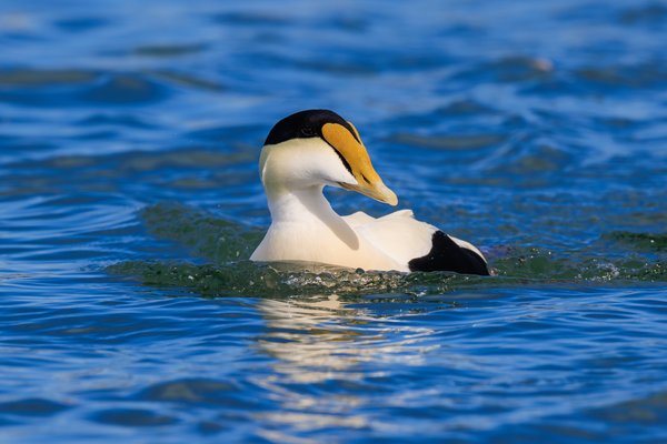 Common Eider