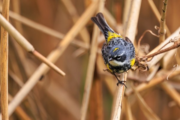 Yellow-rumped Warbler