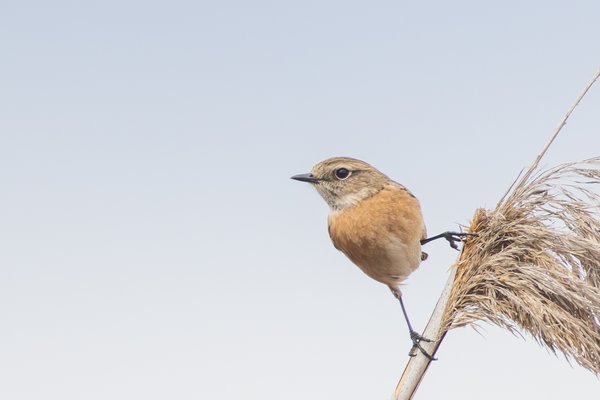 Common Stonechat