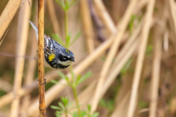Yellow-rumped Warbler