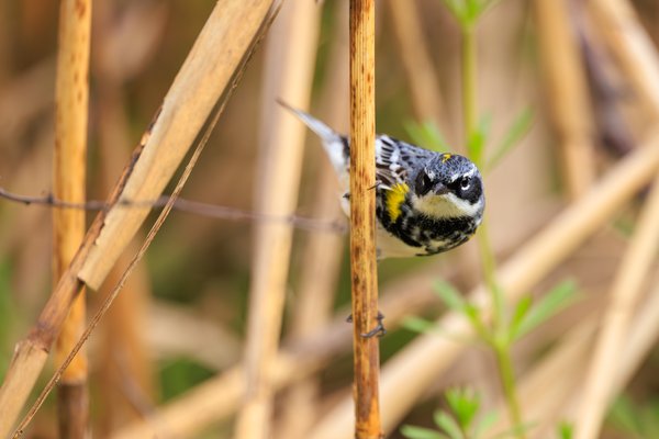 Yellow-rumped Warbler