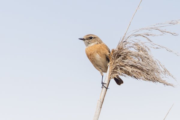 Common Stonechat