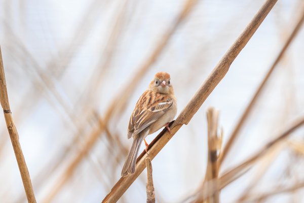 Field Sparrow
