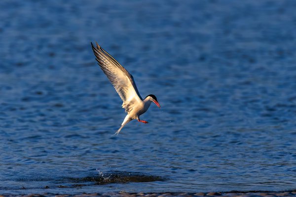 Common Tern