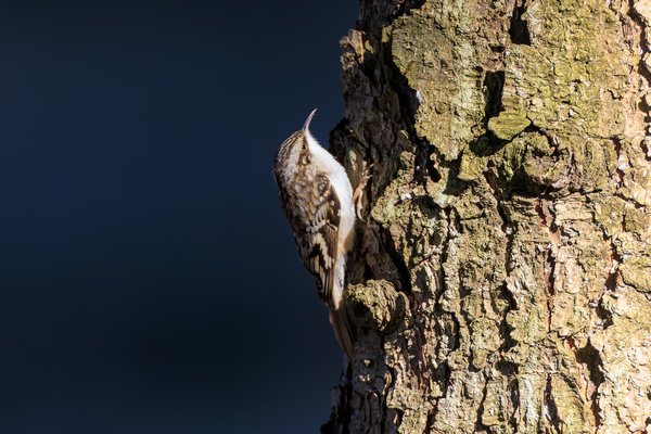 Brown Creeper