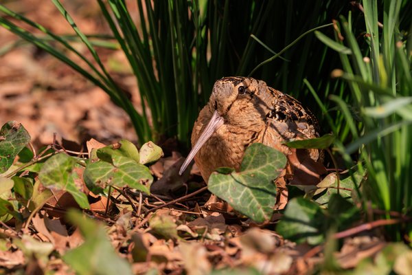 American Woodcock