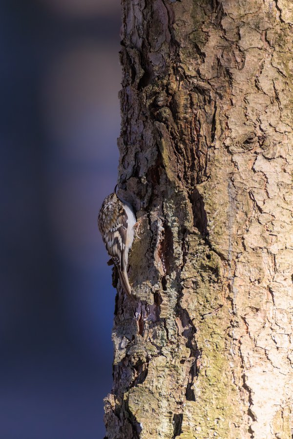 Brown Creeper