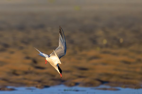 Common Tern