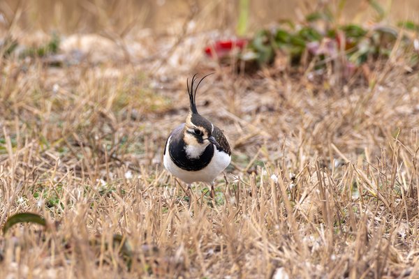 Northern Lapwing