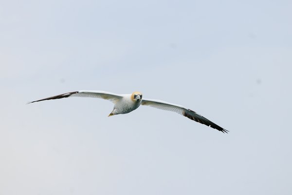Northern Gannet