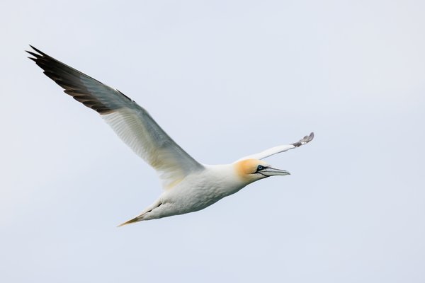 Northern Gannet