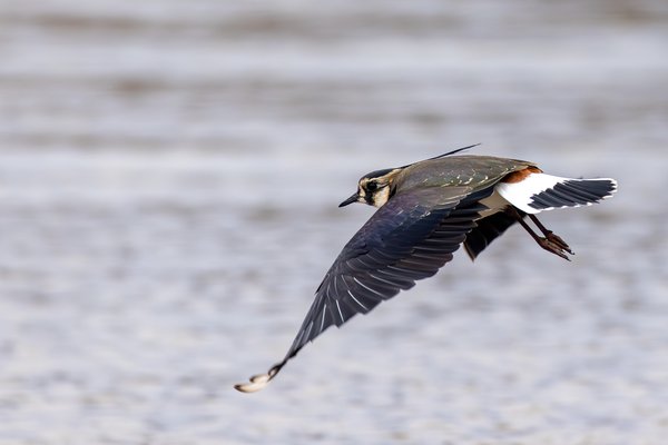 Northern Lapwing
