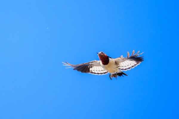 Red-headed Woodpecker