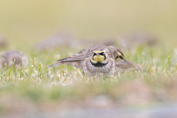 Horned Lark