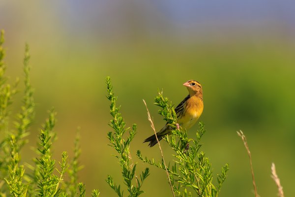 Bobolink