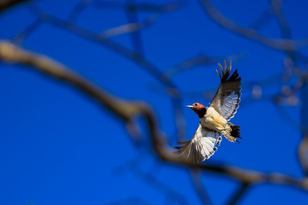 Red-headed Woodpecker