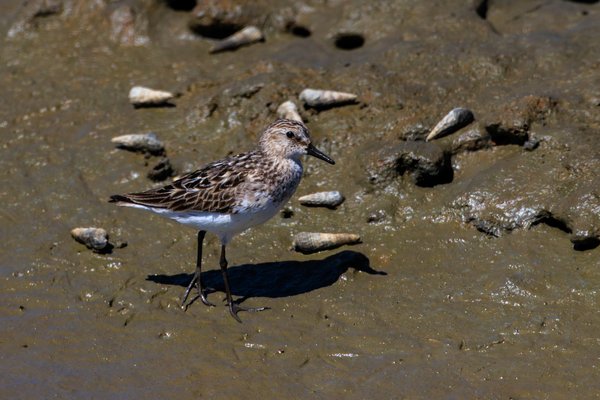 Semipalmated Sandpiper