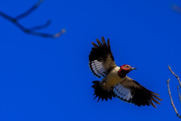 Red-headed Woodpecker