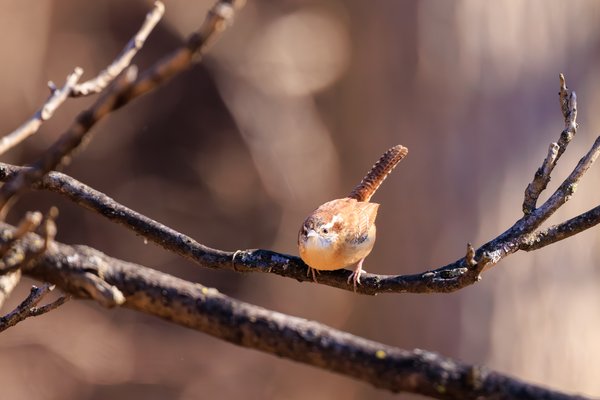 Carolina Wren