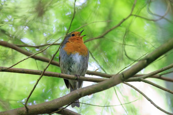 European Robin