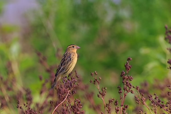Bobolink