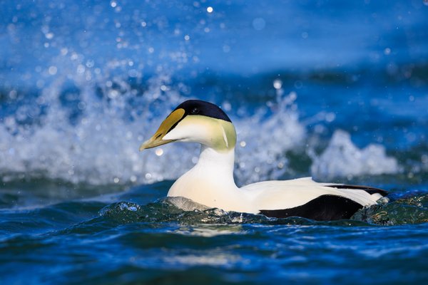 Common Eider