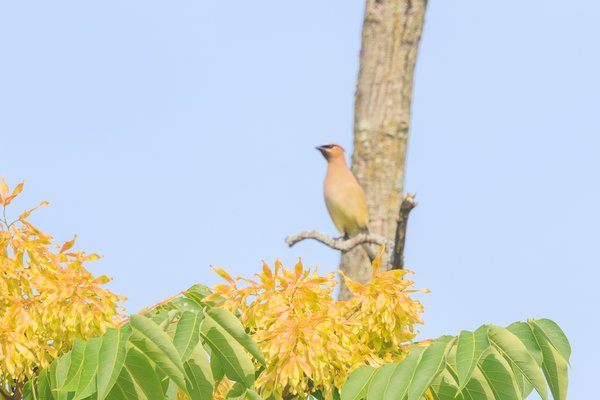 Cedar Waxwing